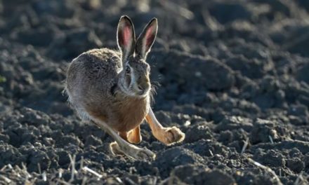 Picking the Right Gear, Strategy for Rabbit Hunting