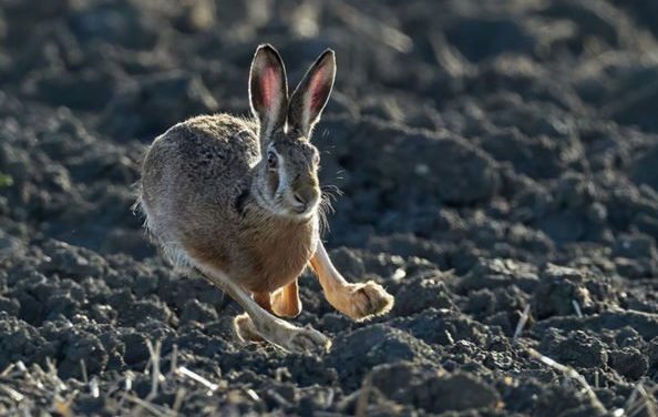 Picking the Right Gear, Strategy for Rabbit Hunting