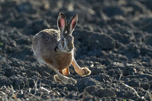 Picking the Right Gear, Strategy for Rabbit Hunting