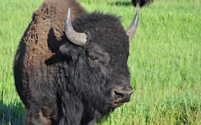 The 8 Most Coveted Hunting Tags and Licenses in America