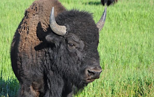 The 8 Most Coveted Hunting Tags and Licenses in America