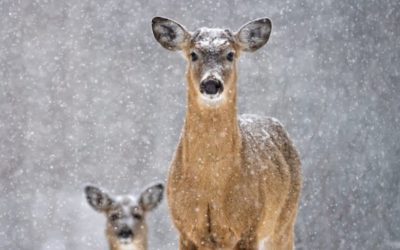 What Deer Do to Survive the Coldest Parts of the Winter