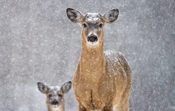 What Deer Do to Survive the Coldest Parts of the Winter