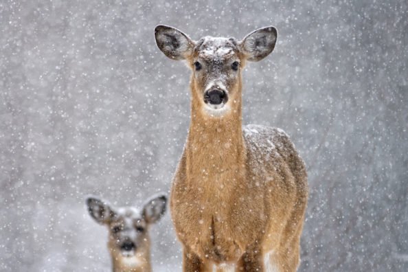 Deer in Winter