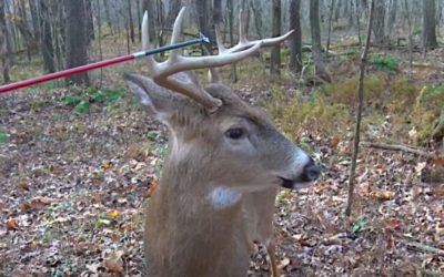 Whitetail Buck Is Completely Oblivious to Hunter Tapping Him With Arrow