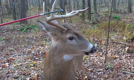 Whitetail Buck Is Completely Oblivious to Hunter Tapping Him With Arrow