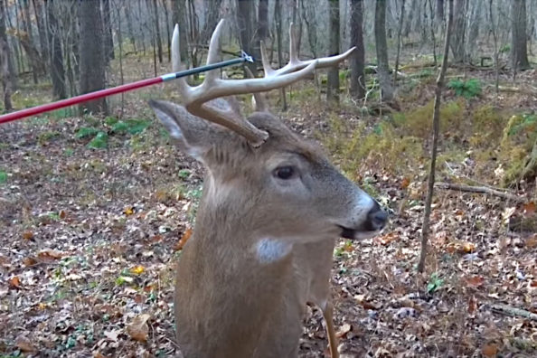 Whitetail Buck Is Completely Oblivious to Hunter Tapping Him With Arrow