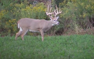 Why Deer Hunting in Illinois Is on So Many Bucket Lists
