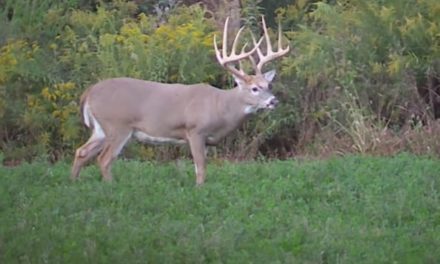 Why Deer Hunting in Illinois Is on So Many Bucket Lists