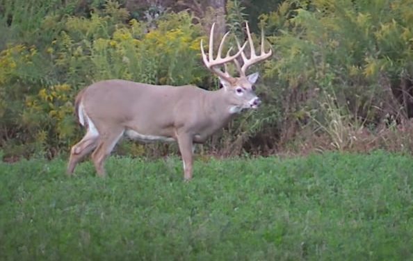 Why Deer Hunting in Illinois Is on So Many Bucket Lists