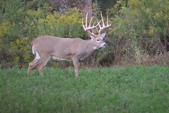 Deer Hunting in Illinois