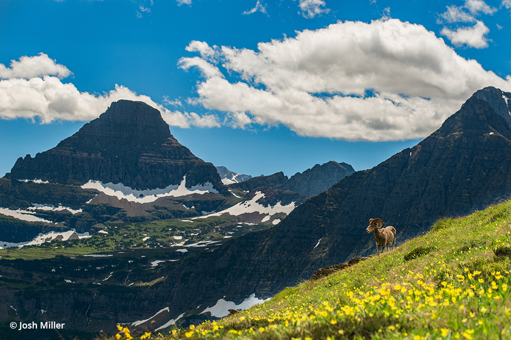 Photo illustrating the effect of a wide angle lens for photographing a big horned sheep.