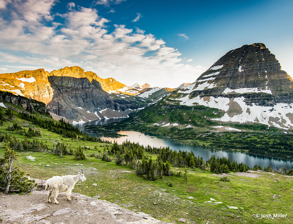 Wide angle wildlife photo of a mountain goat.