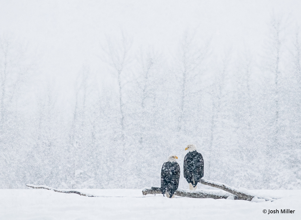 Wide angle photo of two bald eagles in the snow.