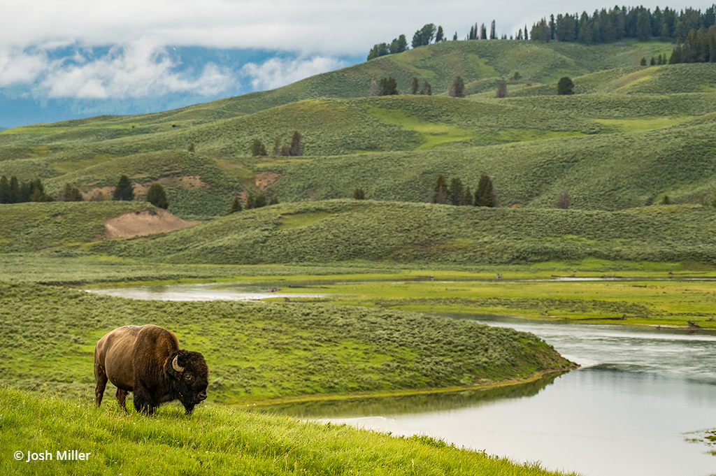 Wide angle wildlife photo of a bison.