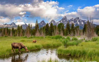 Wide Angle Wildlife