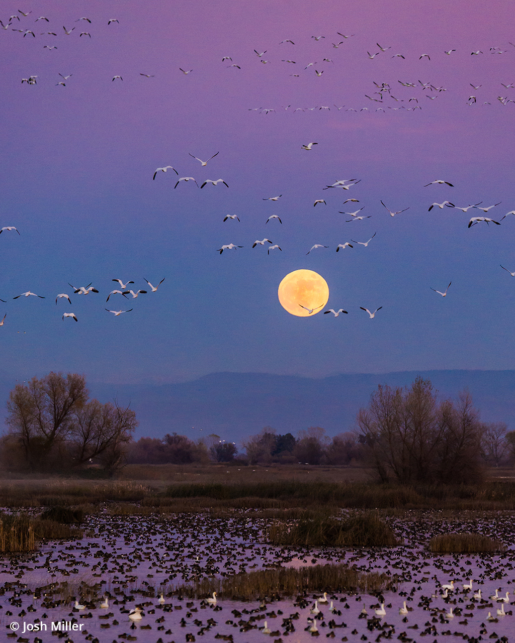 Photo of migrating birds with the moon in the sky.