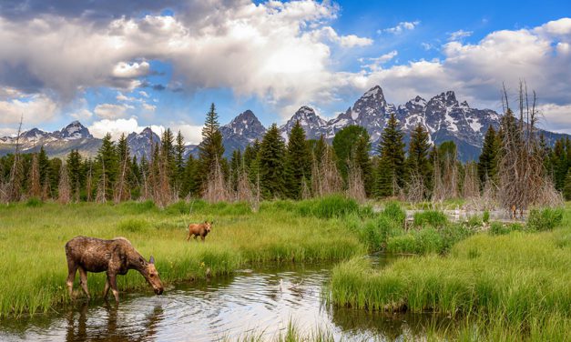 Wide Angle Wildlife