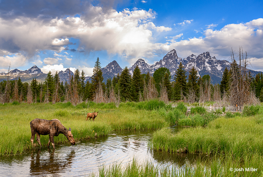 Photo of a moose illustrating the wide angle wildlife concept.