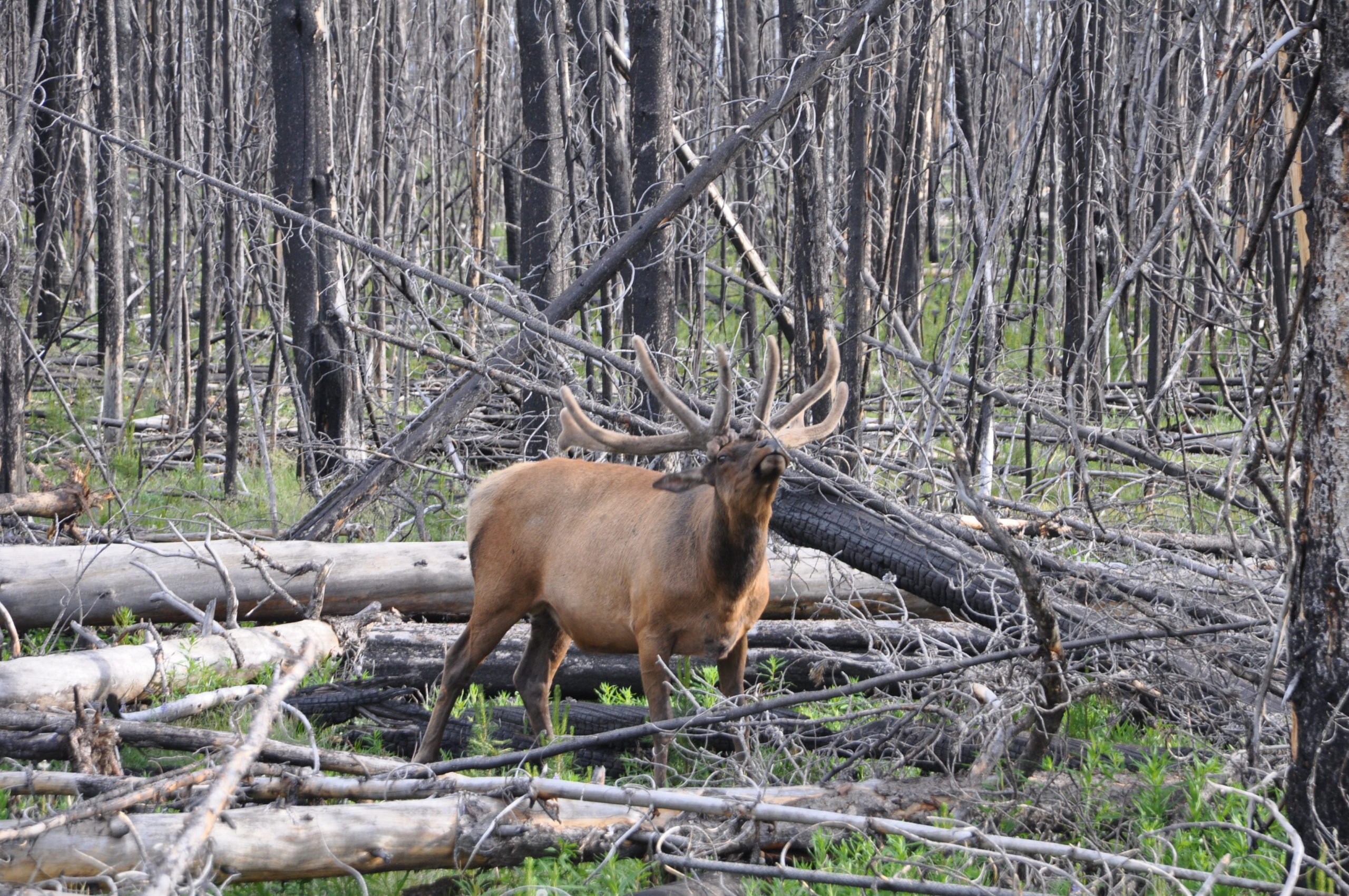 Wyoming Elk Hunting