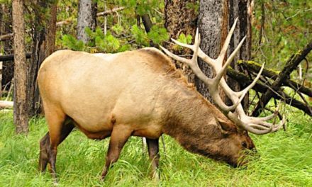 Wyoming Elk Hunting: What to Know, Where to Go For That Big Bull