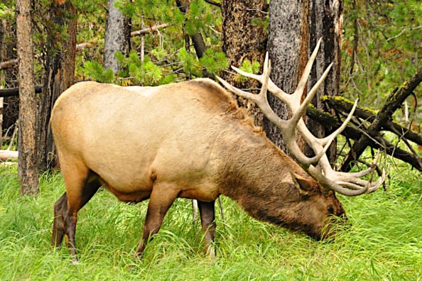 Wyoming Elk Hunting: What to Know, Where to Go For That Big Bull