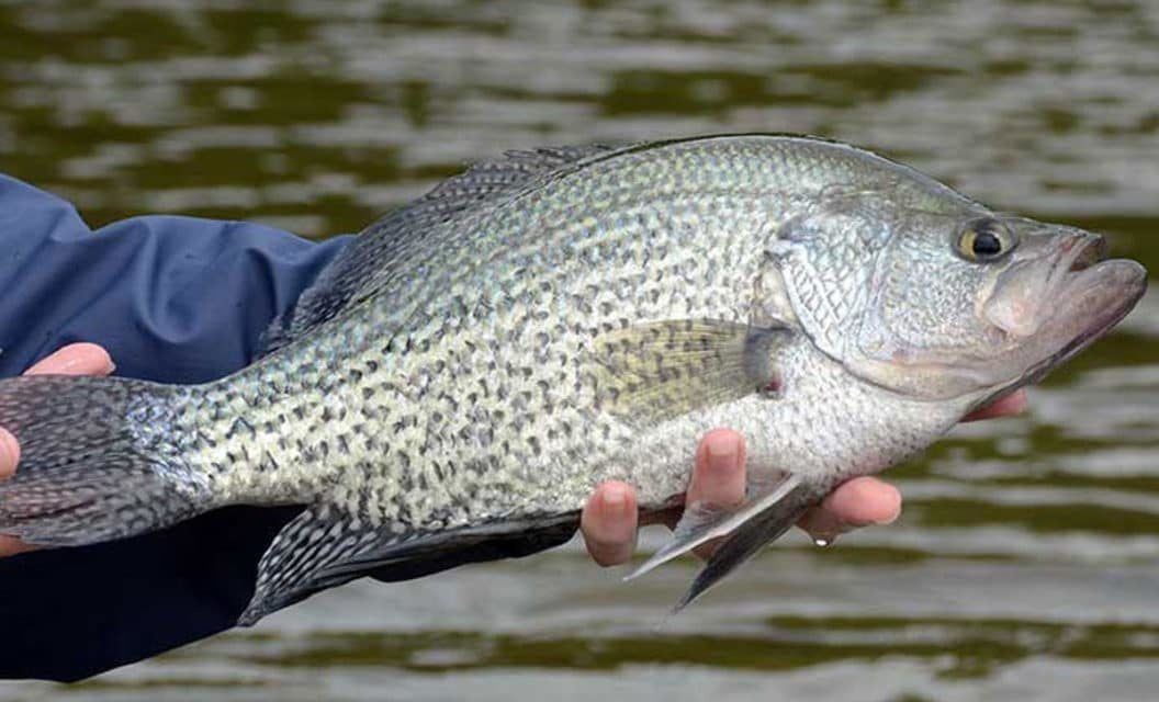 12 Best Panfish Lures for Anglers Just Starting Out