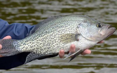 12 Best Panfish Lures for Anglers Just Starting Out