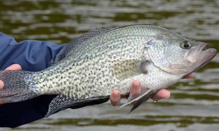 12 Best Panfish Lures for Anglers Just Starting Out