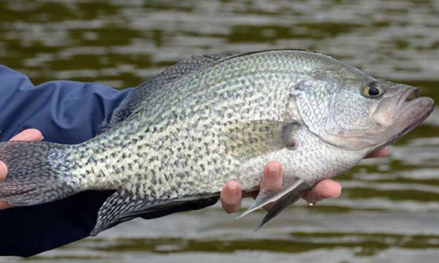 12 Best Panfish Lures for Anglers Just Starting Out
