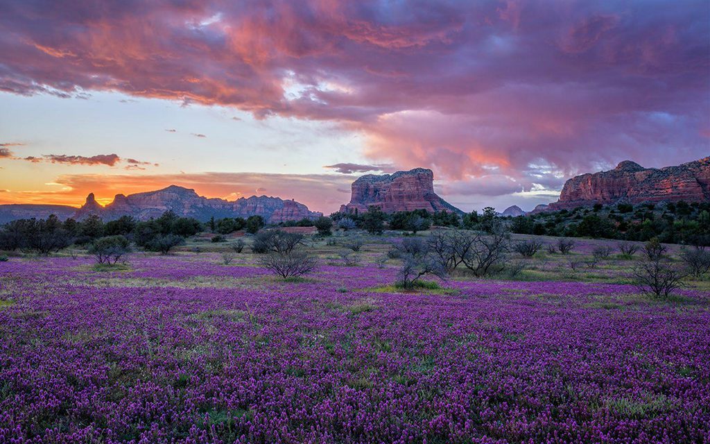 23 Images Of Spring In Bloom