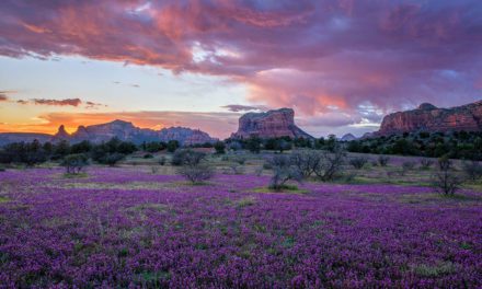 23 Images Of Spring In Bloom