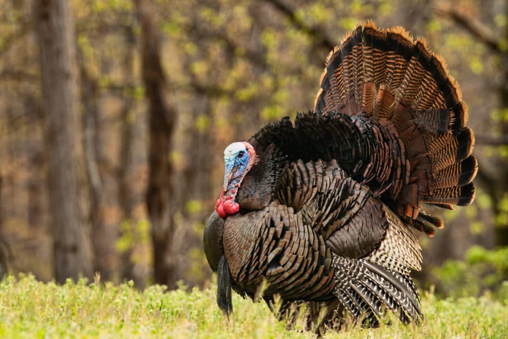 BEst States For Bowhunting Turkeys
