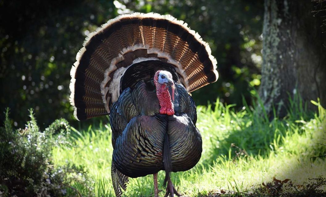 4 Best States to Bowhunt for Turkeys