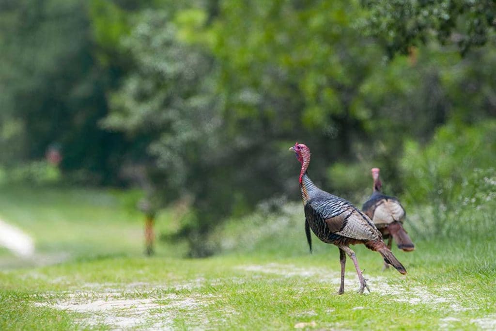 Best States For Bowhunting Turkeys