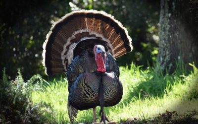 4 Best States to Bowhunt for Turkeys