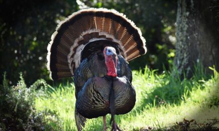 4 Best States to Bowhunt for Turkeys