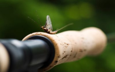 4 Epic Insect Hatches, and Why You Should Fish Them