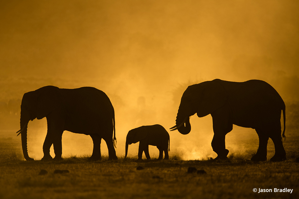 Elephants in silhouette.