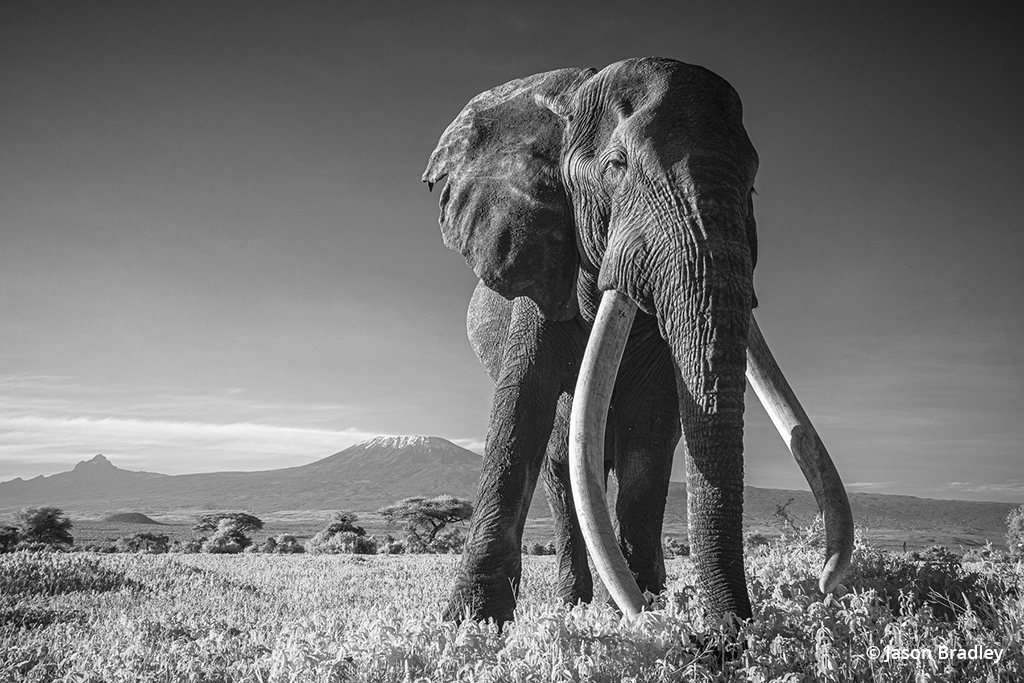 Elephant in monochrome photo taken in Kenya.