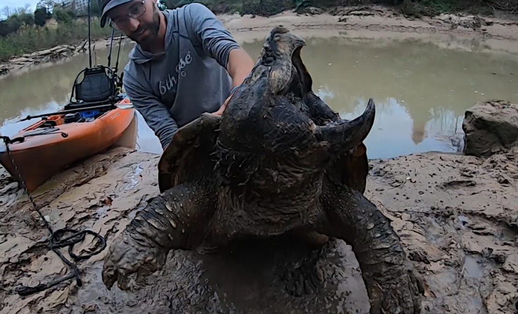 Angler Tangles With Huge Alligator Snapping Turtle He Hooked By Mistake