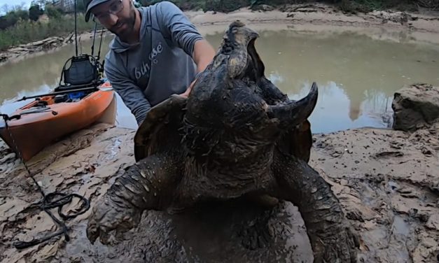 Angler Tangles With Huge Alligator Snapping Turtle He Hooked By Mistake