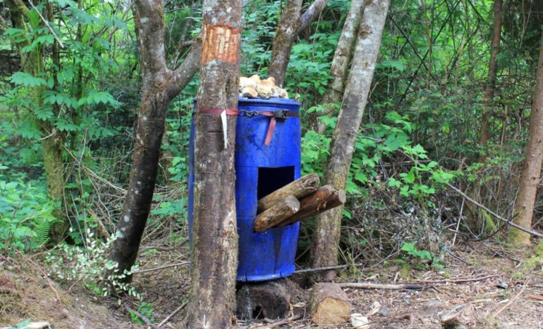 Bear Baiting Strategies That Will Help You Harvest a Giant