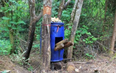 Bear Baiting Strategies That Will Help You Harvest a Giant