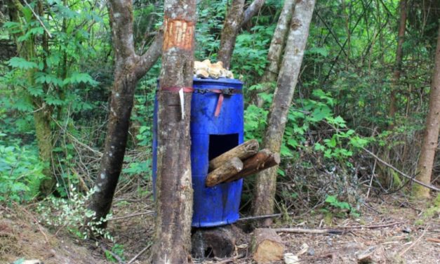 Bear Baiting Strategies That Will Help You Harvest a Giant