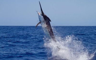 Big Saltwater Fish That Belong on Every Angler’s Bucket List