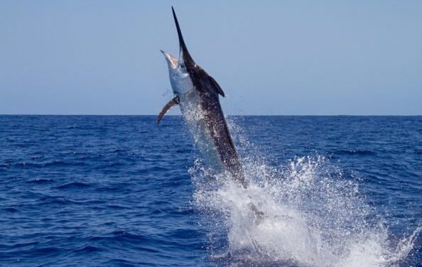 Big Saltwater Fish That Belong on Every Angler’s Bucket List