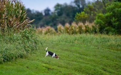 Bill in New Hampshire Blocked, Would Have Banned Rabbit Capture for Dog Training and Trials