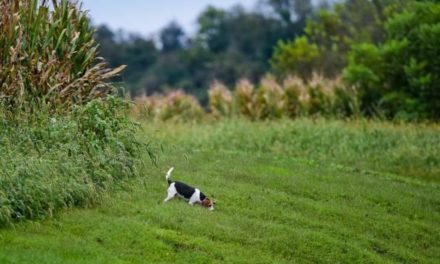 Bill in New Hampshire Blocked, Would Have Banned Rabbit Capture for Dog Training and Trials