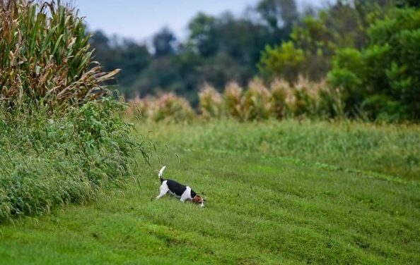Bill in New Hampshire Blocked, Would Have Banned Rabbit Capture for Dog Training and Trials